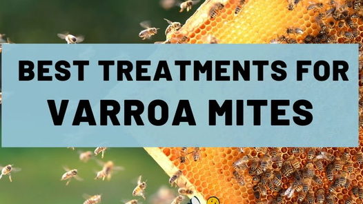 bee mite treatment with salt