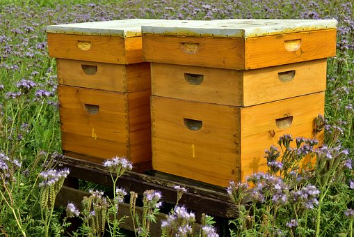 beekeeping quotes