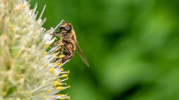 beekeeping in missouri