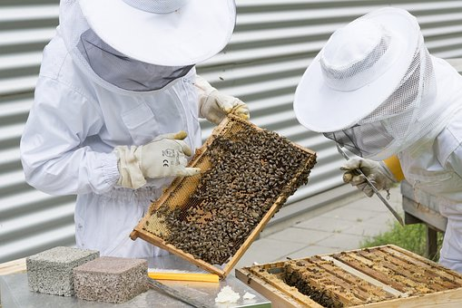 beekeeping quotes