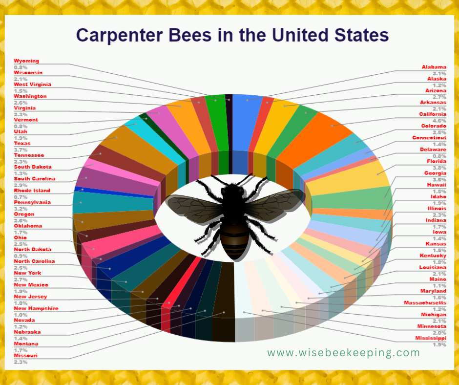 carpenter bees