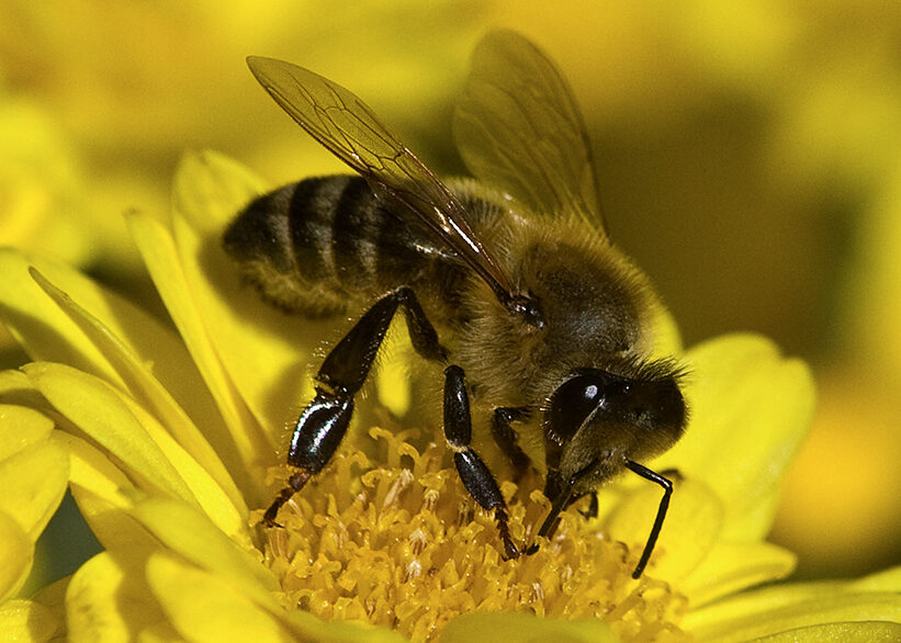 where do bees go in the rain
